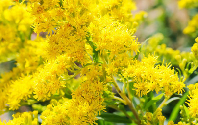 Zlata rozga (Solidago virgaurea) Zlata rozga (Solidago virgaurea)